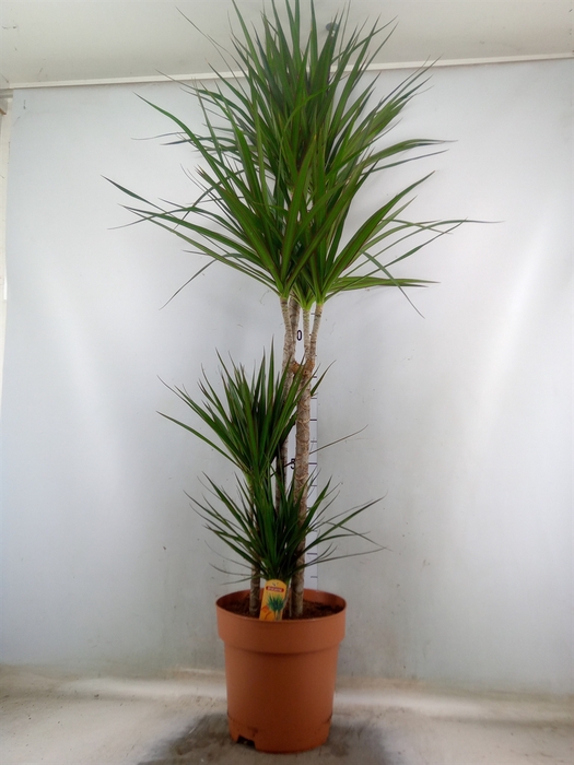 <h4>Dracaena marg.</h4>