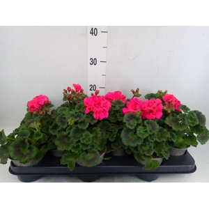 Pelargonium zona. 'ToscaSil Klaas'