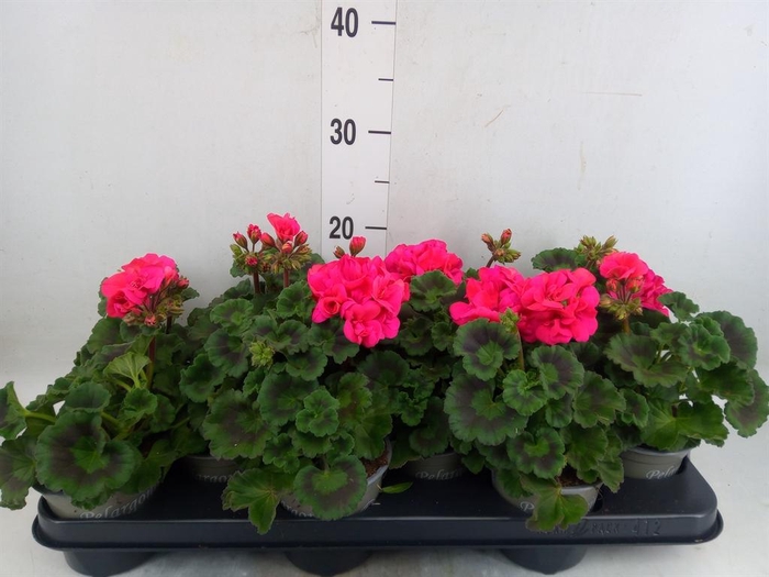 <h4>Pelargonium zona. 'ToscaSil Klaas'</h4>
