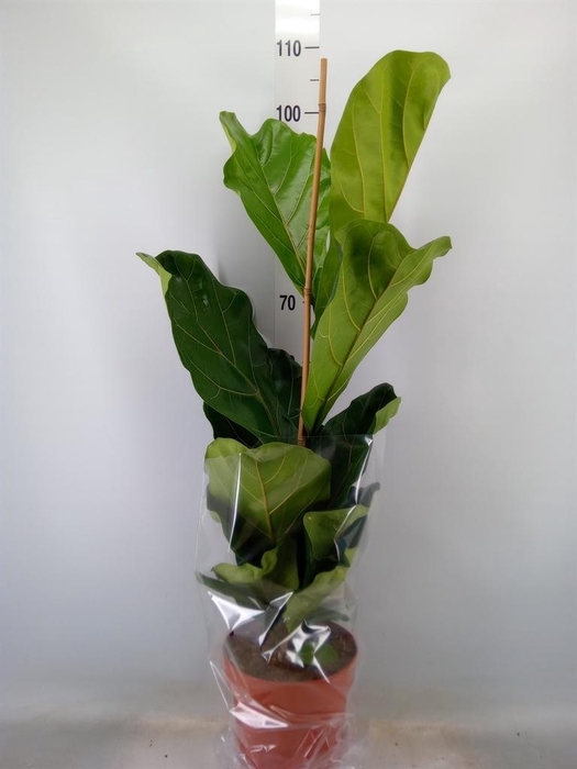 <h4>Ficus lyrata</h4>