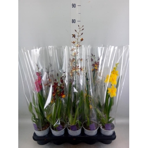 Burrageara  'Nelly Isler'