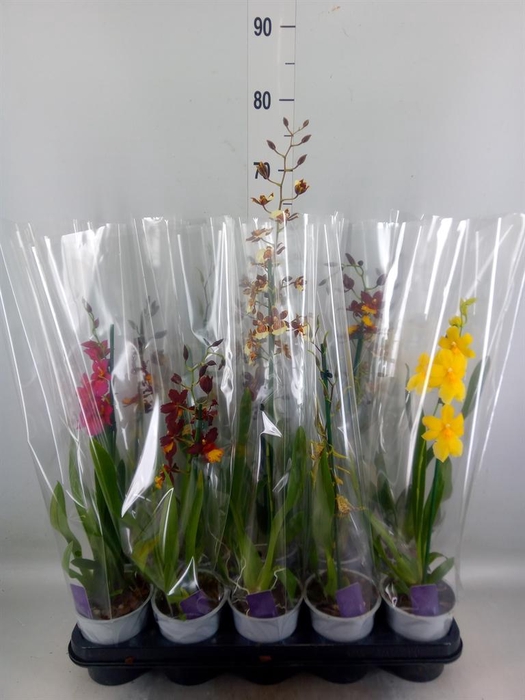 <h4>Burrageara  'Nelly Isler'</h4>