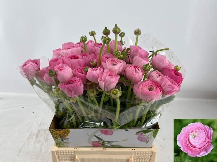 <h4>RAN EL PINK</h4>