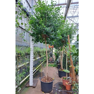 Ficus Microcarpa Moclame stam 400