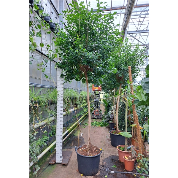 <h4>Ficus Microcarpa Moclame stam 400</h4>