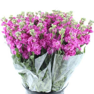 Matthiola Incana Pink