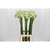 Ornithogalum Saundersiae