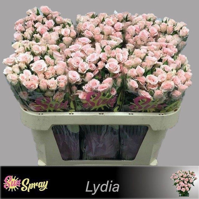 <h4>Rosa spray lydia</h4>