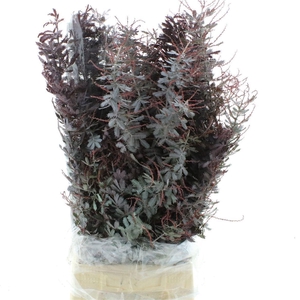 ACACIA BL CL LUNE BS