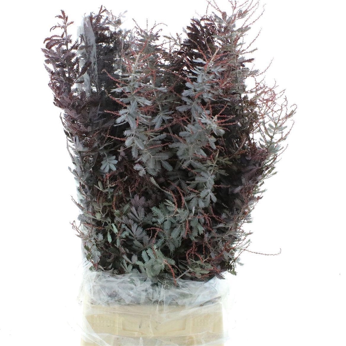 <h4>ACACIA BL CL LUNE BS</h4>