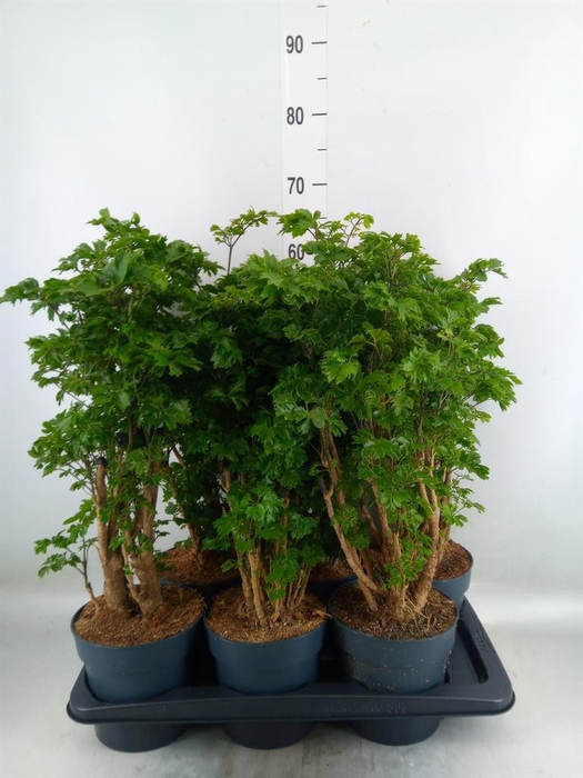 <h4>Polyscias  'Roble'</h4>