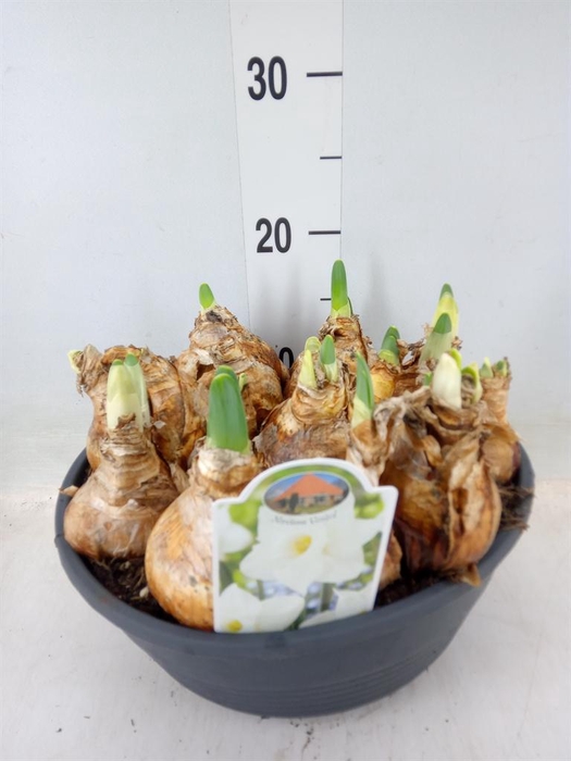 <h4>Narcissus   ...</h4>