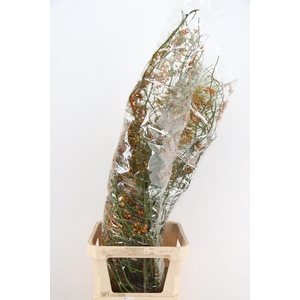 ROSA CORALLO ORANGE 140CM