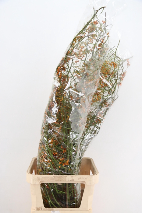 <h4>ROSA CORALLO ORANGE 140CM</h4>