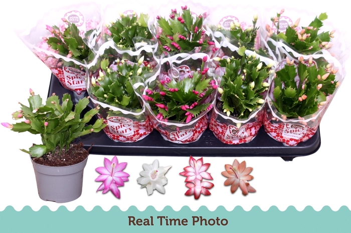 <h4>SCHLUMB GEM 4 KL</h4>