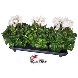 Cyclamen Super Serie XL 15 WIT