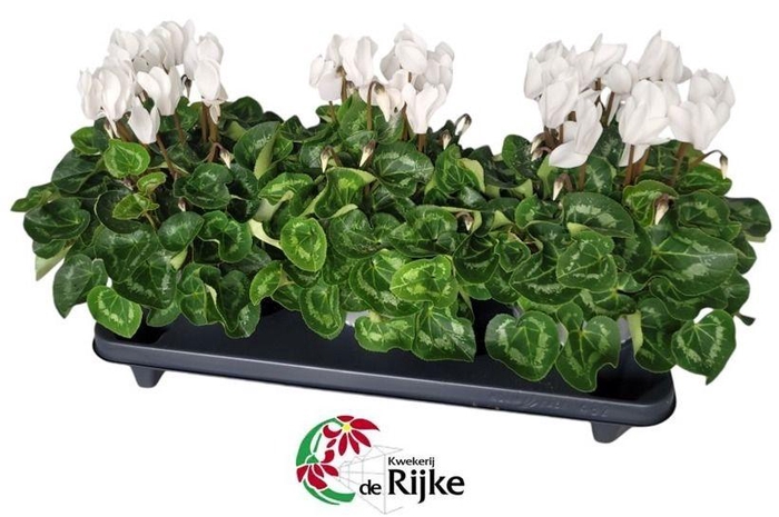 <h4>Cyclamen Super Serie XL 15 WIT</h4>