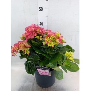 Hydrangea mac. 'Early'