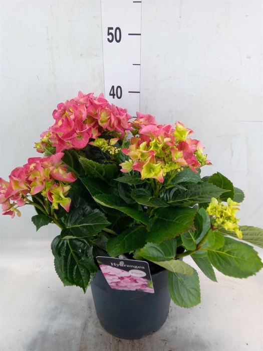 <h4>Hydrangea mac. 'Early'</h4>