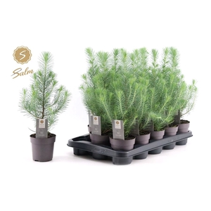 PINUS SILVER CREST