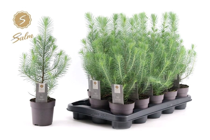 <h4>PINUS SILVER CREST</h4>