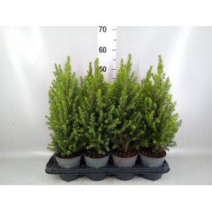 Picea glauca 'Perfecta'