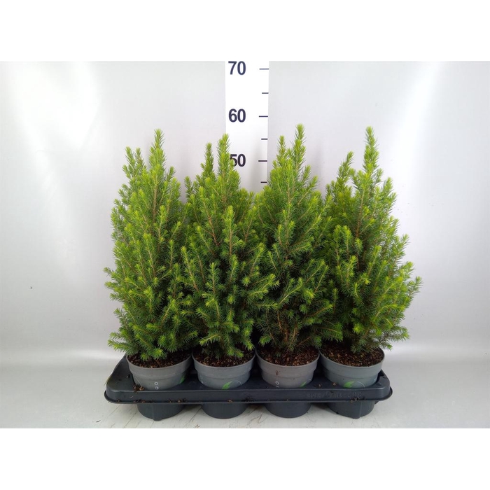 <h4>Picea glauca 'Perfecta'</h4>