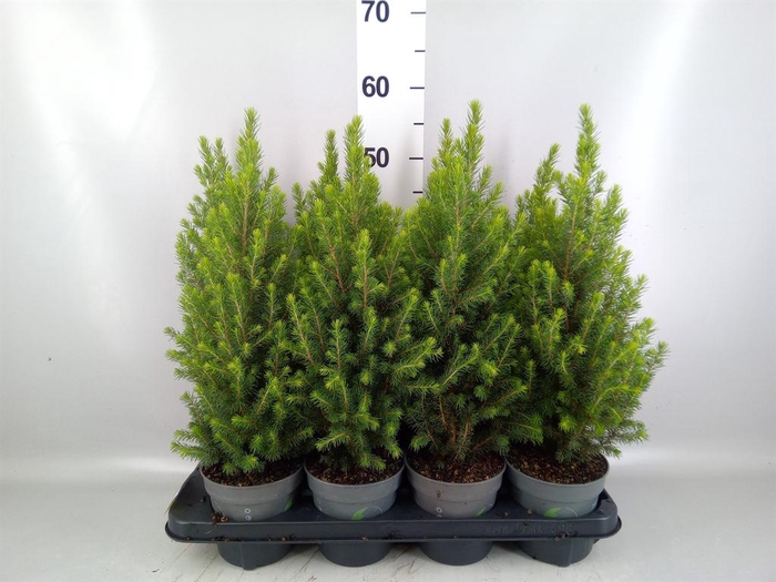 <h4>Picea glauca 'Perfecta'</h4>