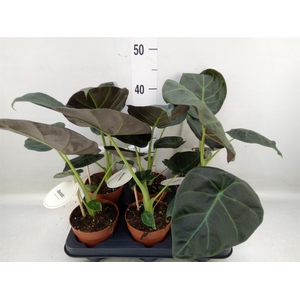 Alocasia  'Regal Shields'