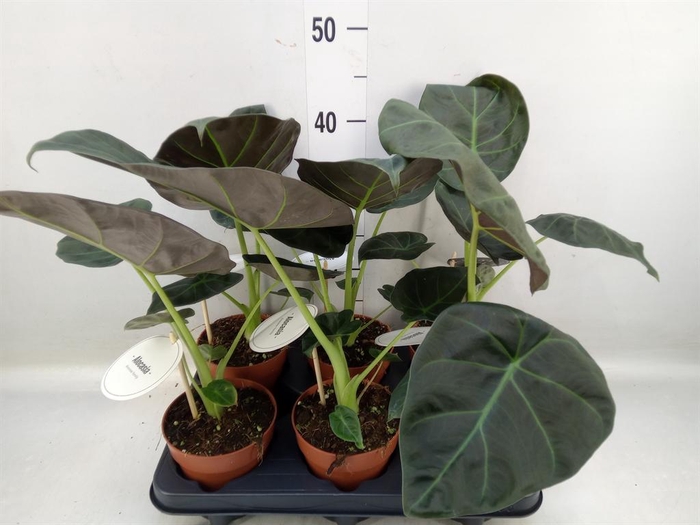 <h4>Alocasia  'Regal Shields'</h4>