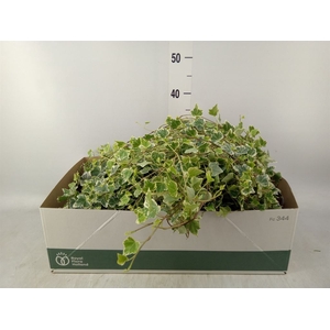 Hedera helix 'White Wonder'