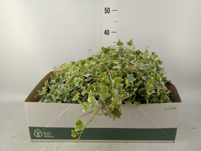 <h4>Hedera helix 'White Wonder'</h4>