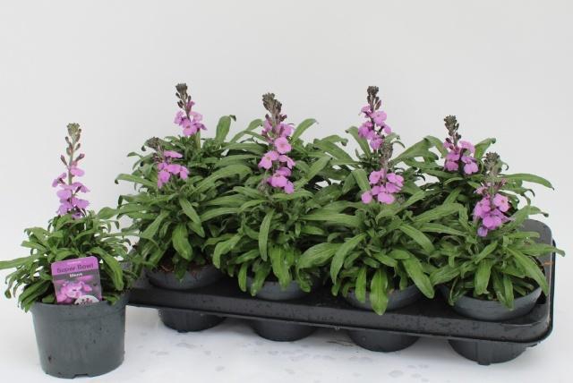 <h4>ERYS BOWLES MAUVE</h4>