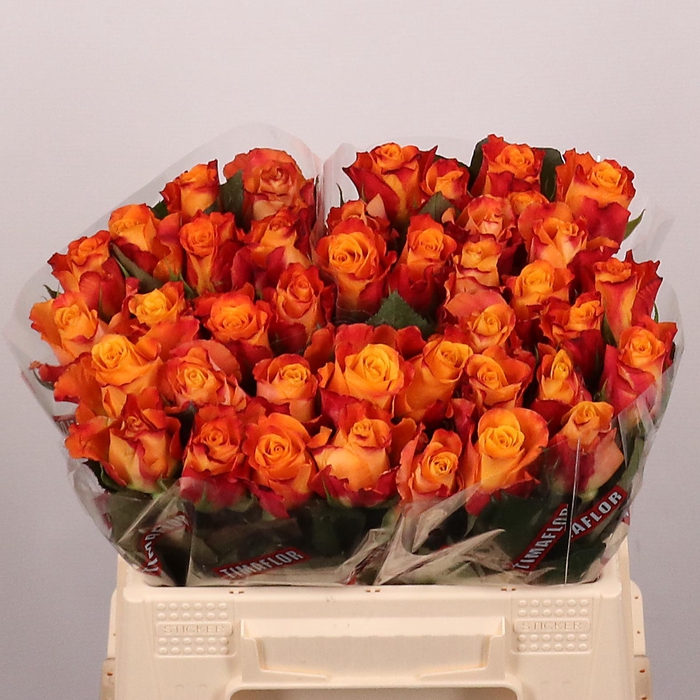 <h4>R GR MARIYO!</h4>