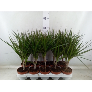Dracaena marg.