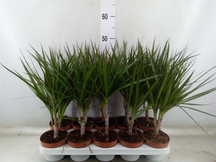 <h4>Dracaena marg.</h4>