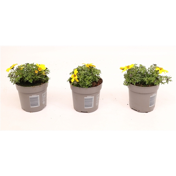 <h4>Bidens Yellow Charm</h4>