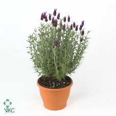 <h4>Lavandula st. 'Anouk'® Collection P10,5 in Zinc Mix</h4>