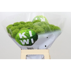 Dianthus Br Kiwi Mellow XXL