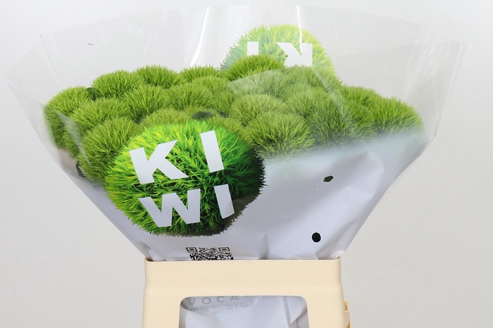 <h4>Dianthus Br Kiwi Mellow XXL</h4>