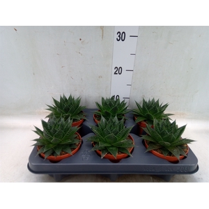 Aloe aristata 'Safari Ami'