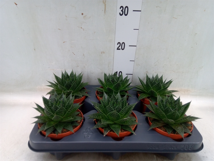 <h4>Aloe aristata 'Safari Ami'</h4>