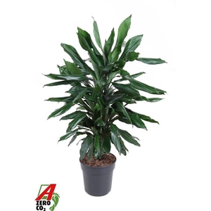Dracaena fragrans Deremensis Grp 'Janet Lind'