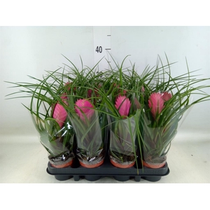 Tillandsia cyanea 'Anita'