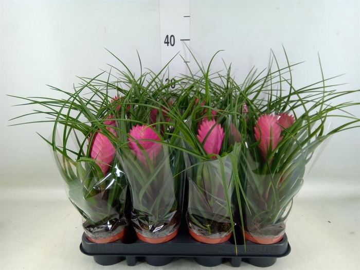 <h4>Tillandsia cyanea 'Anita'</h4>