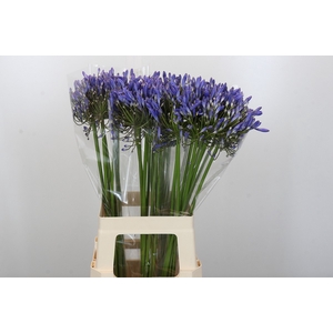 Agapanthus Blue Heaven