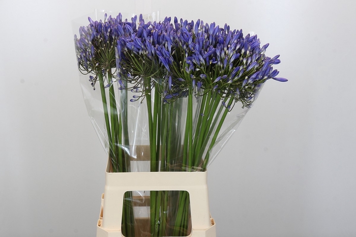 <h4>Agapanthus Blue Heaven</h4>
