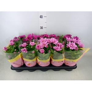 Chrysanthemum   ..mix 3