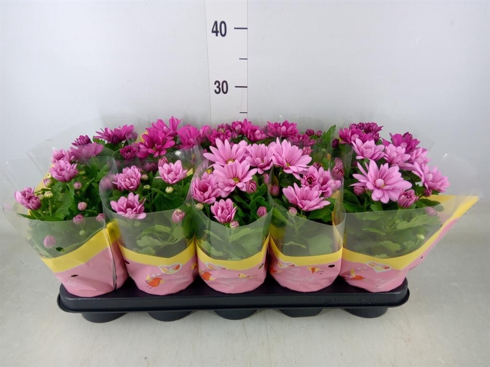 <h4>Chrysanthemum   ..mix 3</h4>