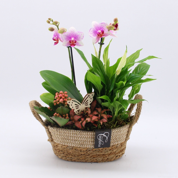 <h4>Opm PHAL-2535RZ Phalaenopsis Creatie</h4>